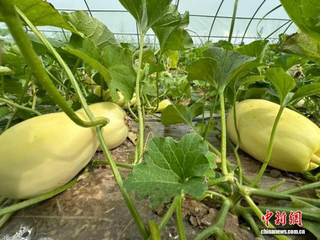 ���������롰��ζ��ũ��Ʒ���ﳩ������